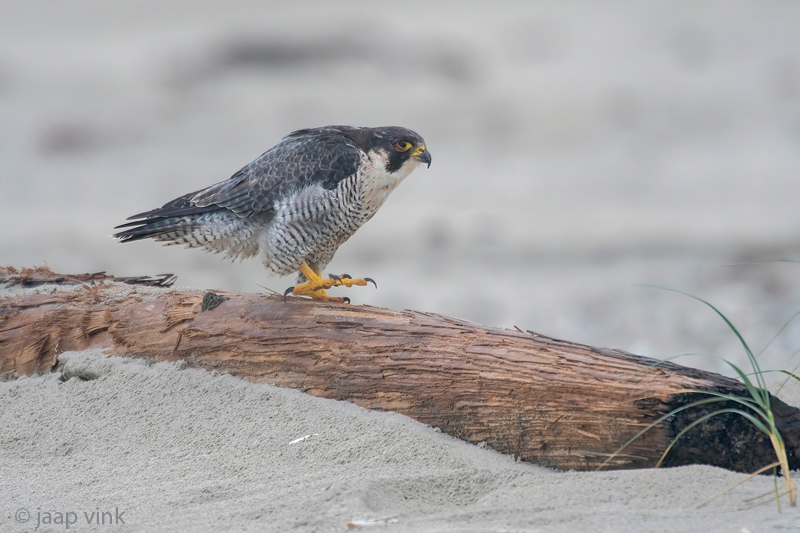 Peregrine - Slechtvalk - Falco peregrinus