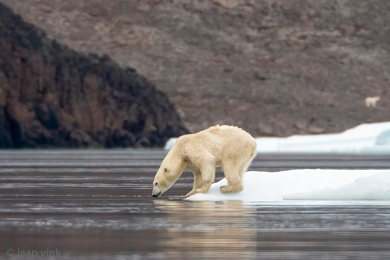 Polar Bear - IJsbeer - Ursus maritimus