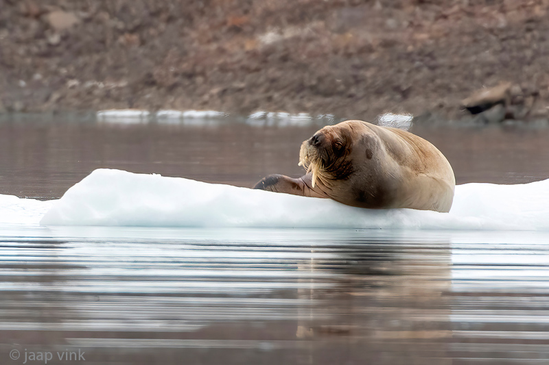 Walrus - Odobenus rosmarus