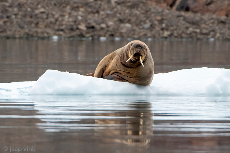 Walrus - Odobenus rosmarus