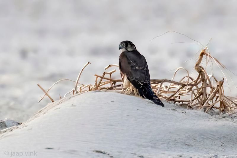 Merlin - Smelleken - Falco columbarius