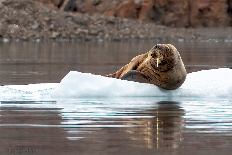 Walrus - Odobenus rosmarus