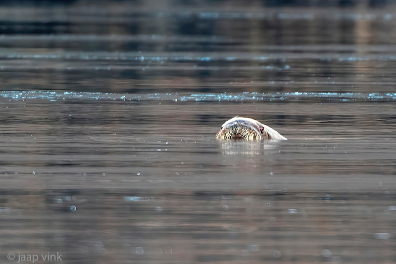 Walrus - Odobenus rosmarus