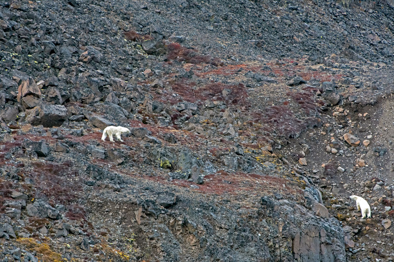 Polar Bear encounter - IJsbeer ontmoeting