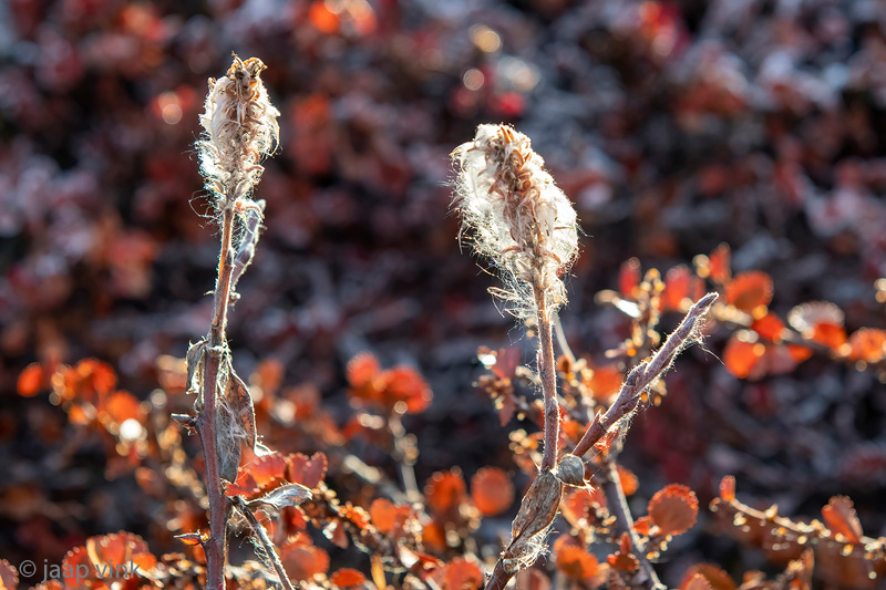 Arctic Willow - Poolwilg - Salix arctica