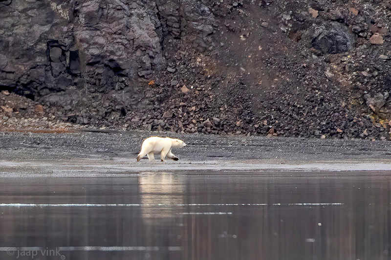 Polar Bear - IJsbeer - Ursus maritimus