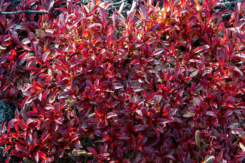 Arctic Willow - Poolwilg - Salix arctica