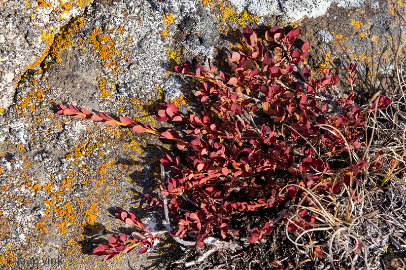 Arctic Willow - Poolwilg - Salix arctica