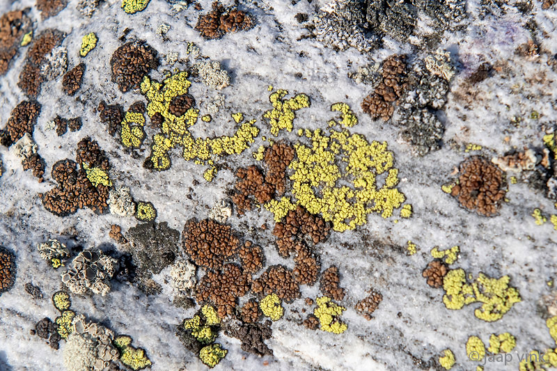 Lichens - Korstmossen