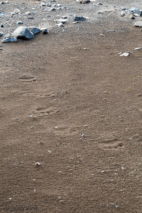 Polar Bear footprints - IJsbeer pootafdrukken