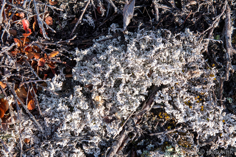 Lichens - Korstmossen