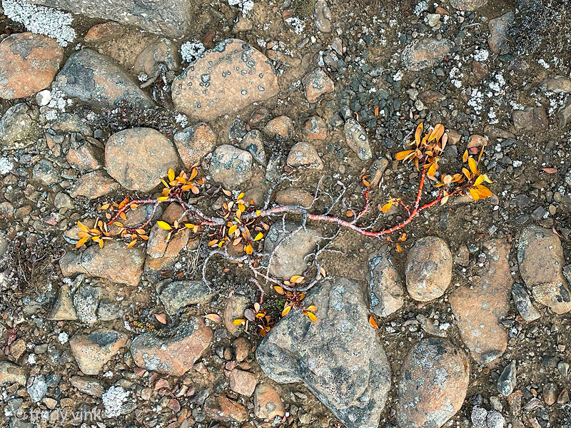 Dwarf Willow - Kruidwilg  - Salix herbacea