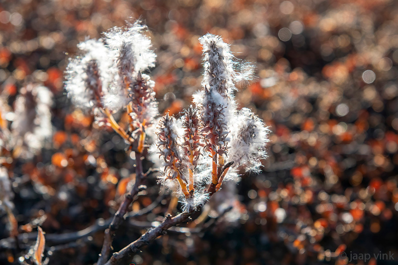 Arctic Willow - Poolwilg - Salix arctica