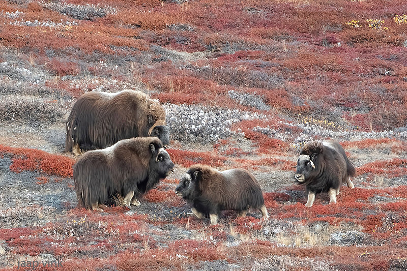 Muskox - Muskusos - Ovibos moschatus