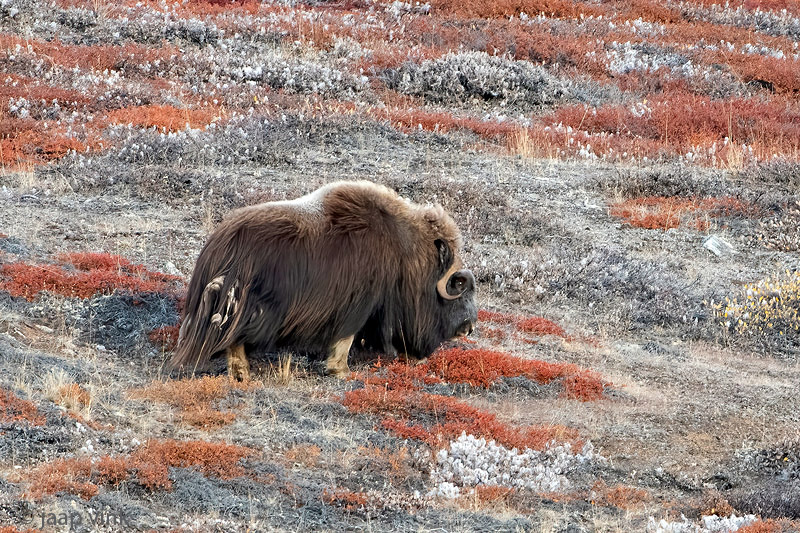 Muskox - Muskusos - Ovibos moschatus