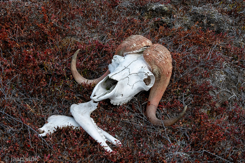 Muskox skull and jaws - Muskusos schedel en kaken