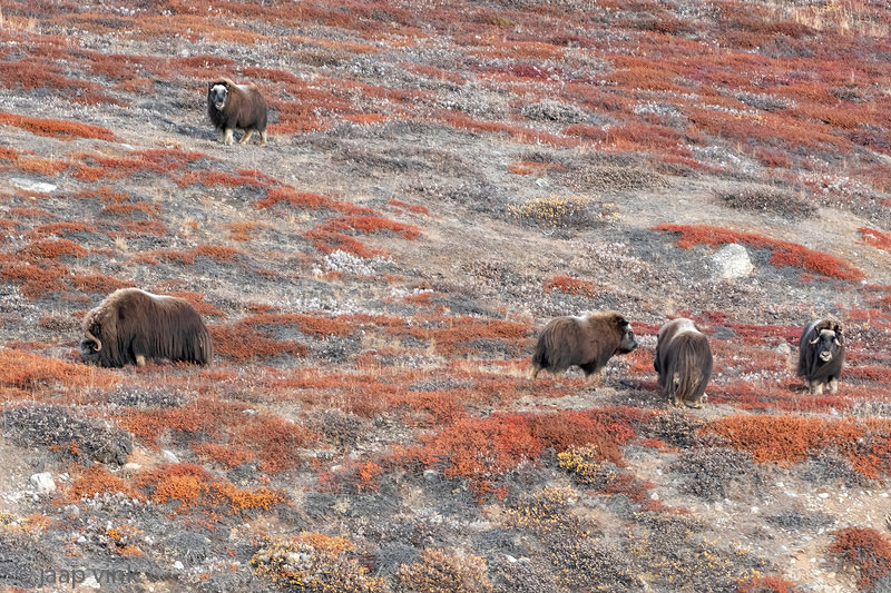 Muskox - Muskusos - Ovibos moschatus
