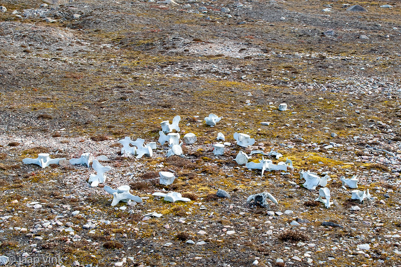 Vertebrae of a sea mammal - Wervels van een zeezoogdier