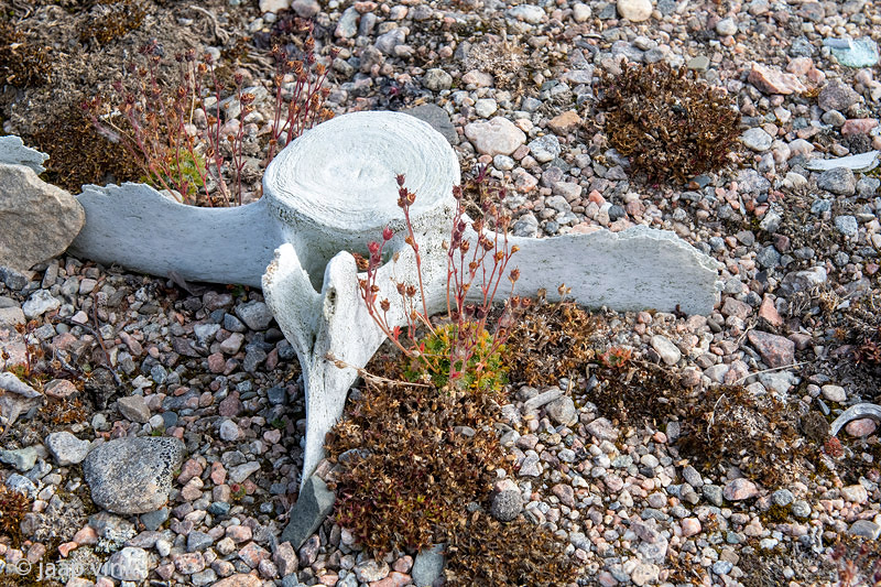 Saxifraga next to vertebra - Saxifraga bij wervel