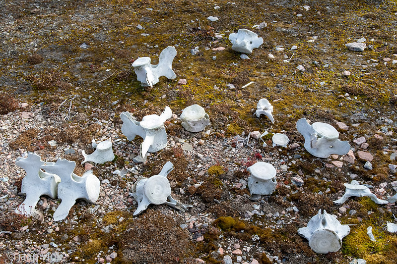 Vertebrae of a sea mammal - Wervels van een zeezoogdier