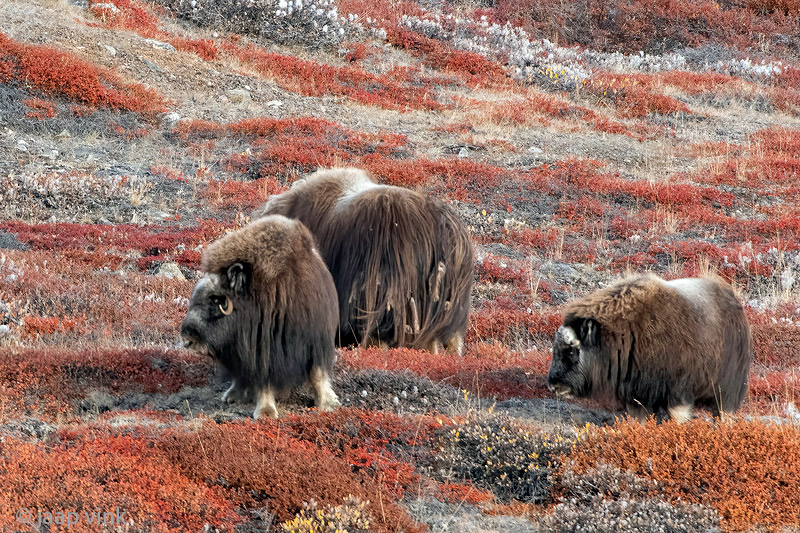 Muskox - Muskusos - Ovibos moschatus