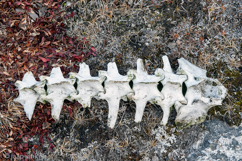 Muskox spine - Muskusos wervelkolom