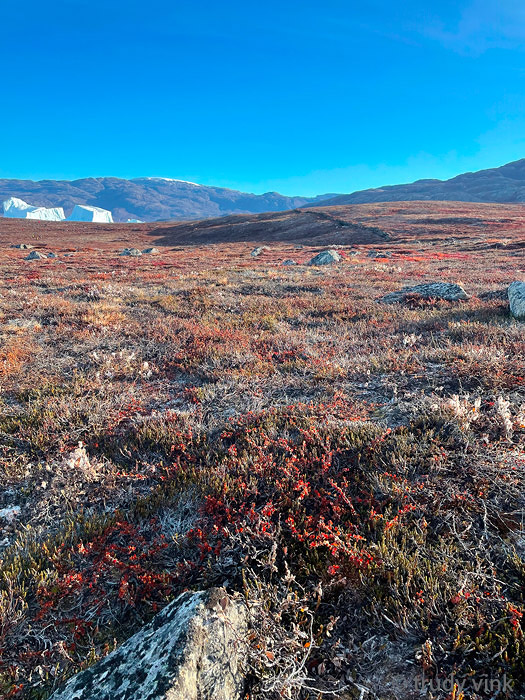 Tundra on Rde Island - Toendra op Rde Island