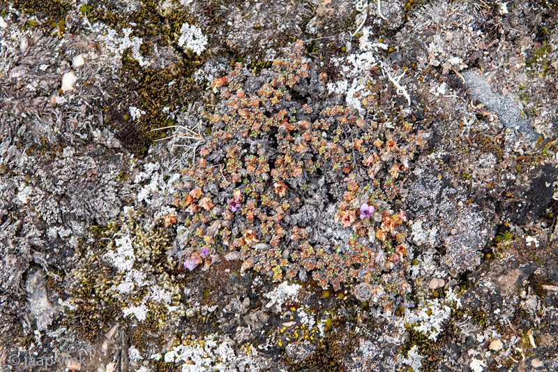 Purple Saxifraga - Rode Steenbreek - Saxifraga oppositifolia