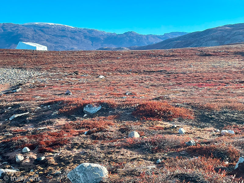 Tundra on Rde Island - Toendra op Rde Island
