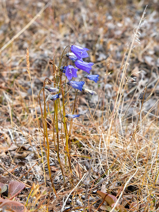 Harebell - Grasklokje - Campanula rotundifolia