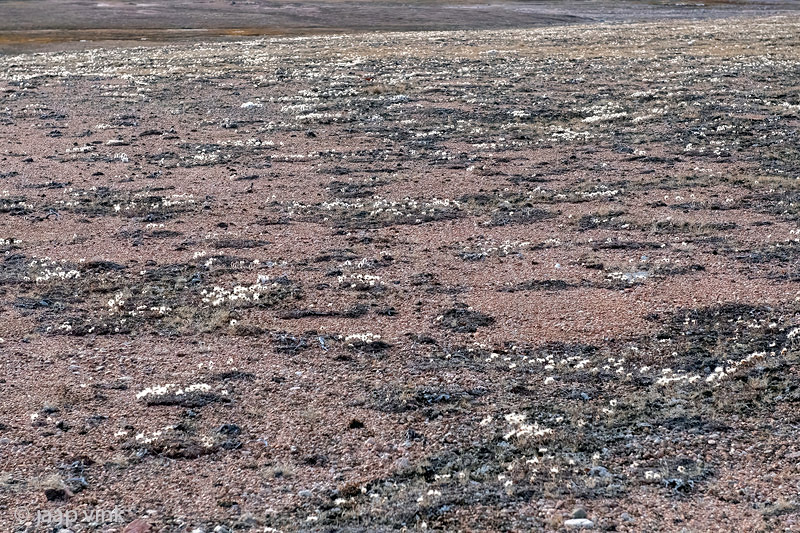 Tundra with Mountain Avens - Toendra met Bergavens - Dryas octopetala