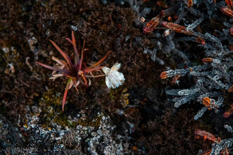 Lonesome flower - Eenzame bloem