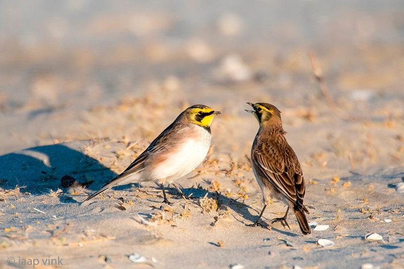 Shore Lark - Strandleeuwerik - Eremophila alpestris