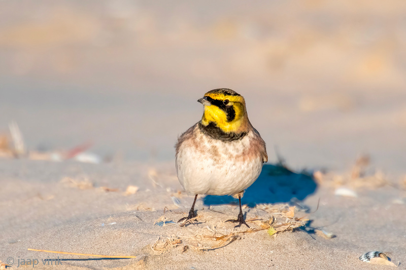 Shore Lark - Strandleeuwerik - Eremophila alpestris