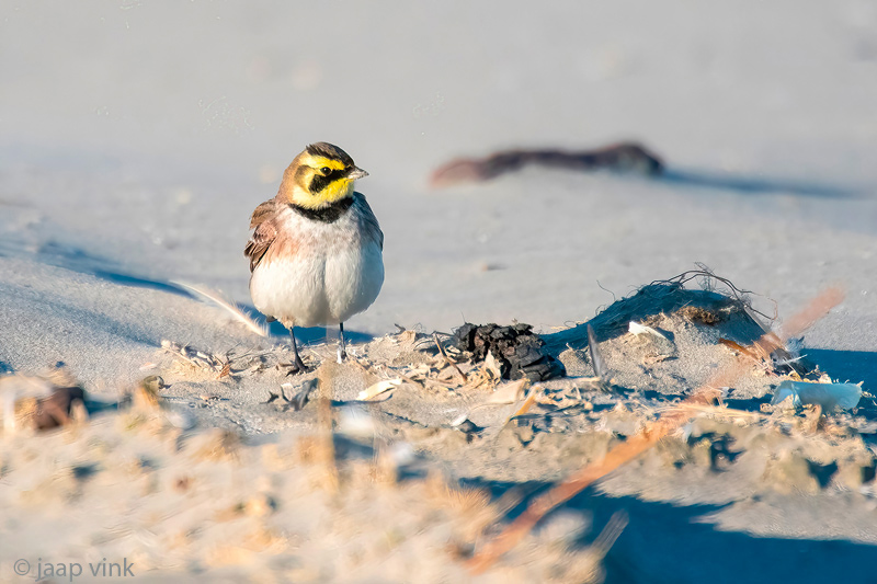 Shore Lark - Strandleeuwerik - Eremophila alpestris