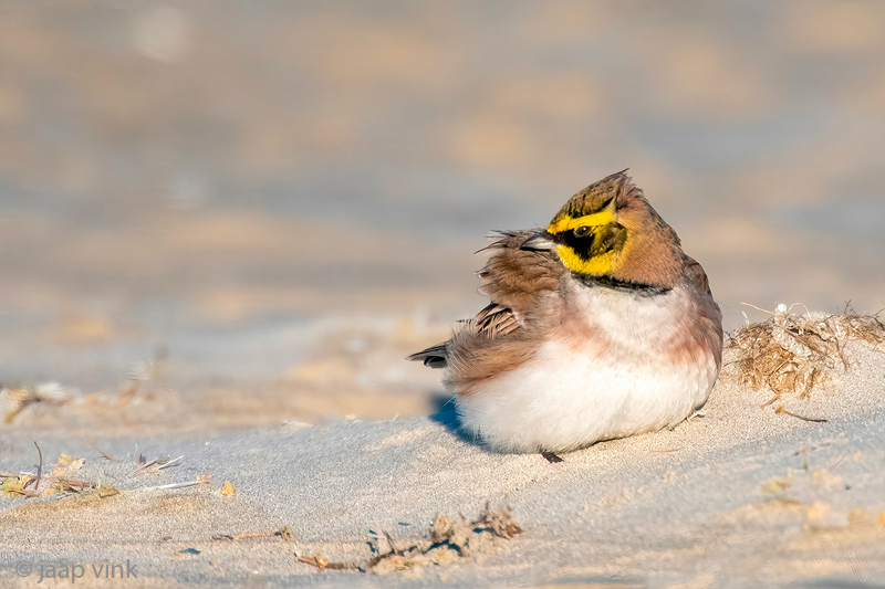 Shore Lark - Strandleeuwerik - Eremophila alpestris