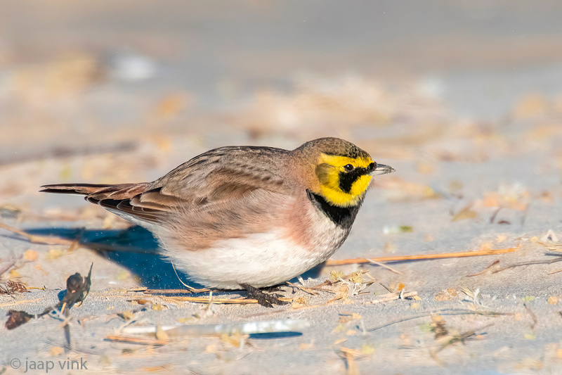 Shore Lark - Strandleeuwerik - Eremophila alpestris