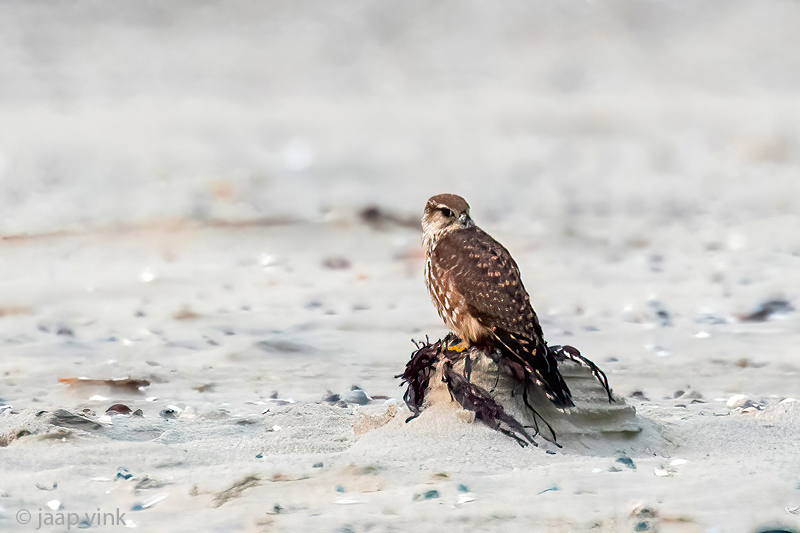 Merlin - Smelleken - Falco columbarius