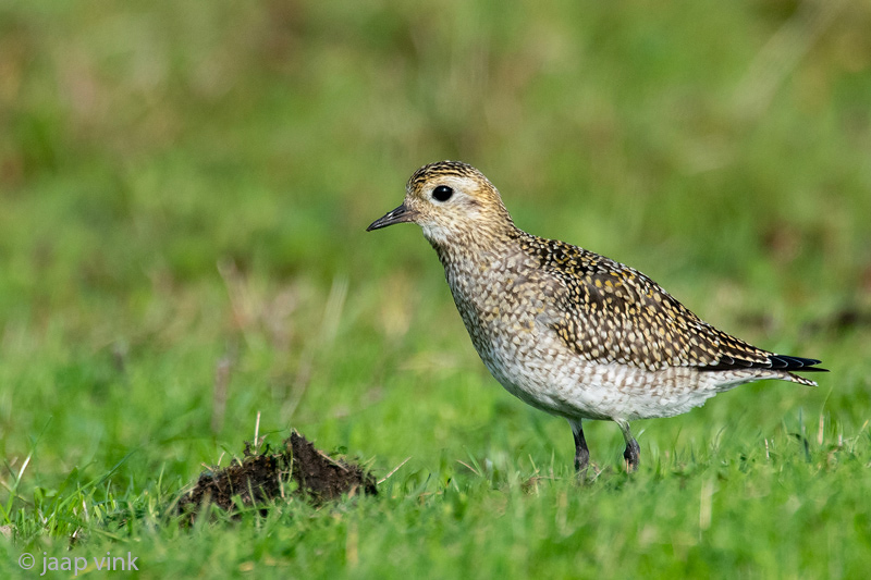 European Golden Plover - Goudplevier - Pluvialis apricaria