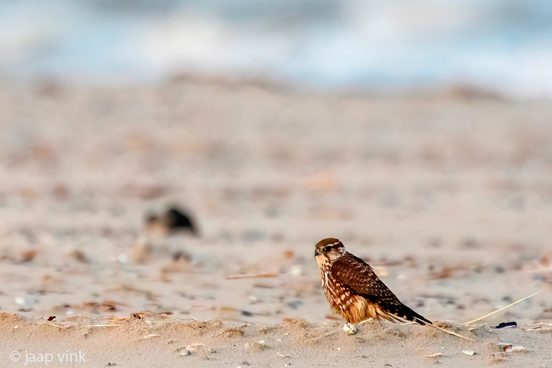 Merlin - Smelleken - Falco columbarius