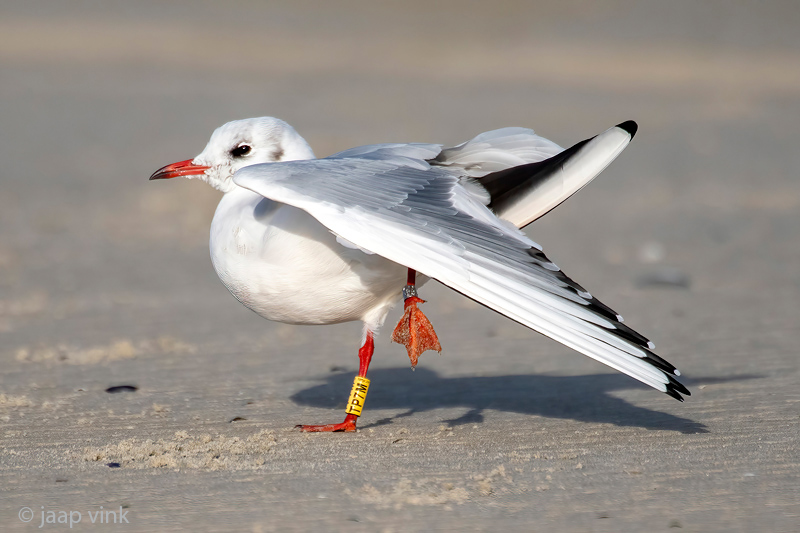 Black-headed Gull - Kokmeeuw - Chroicocephalus ridibundus