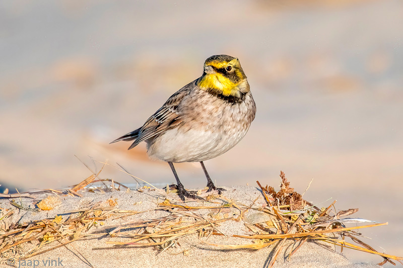 Shore Lark - Strandleeuwerik - Eremophila alpestris