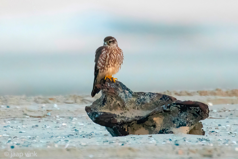 Merlin - Smelleken - Falco columbarius