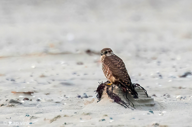 Merlin - Smelleken - Falco columbarius