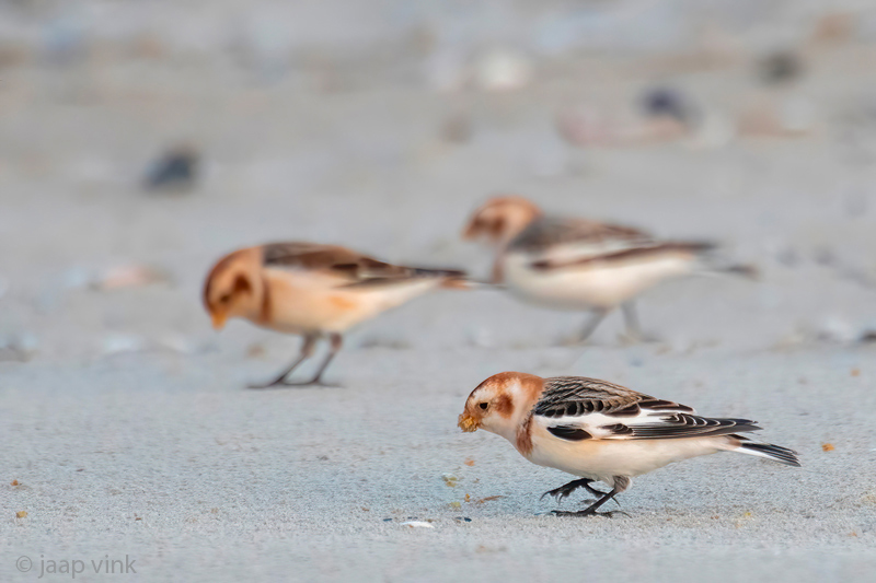 Snow Bunting - Sneeuwgors - Plectrophenax nivalis