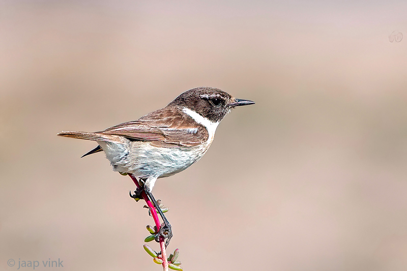 Canary Islands Stonechat - Canarische Roodborsttapuit - Saxicola dacotiae