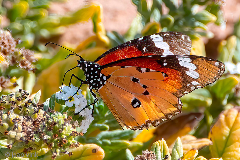 Plain Tiger - Kleine Monarchvlinder - Danaus chrysippus