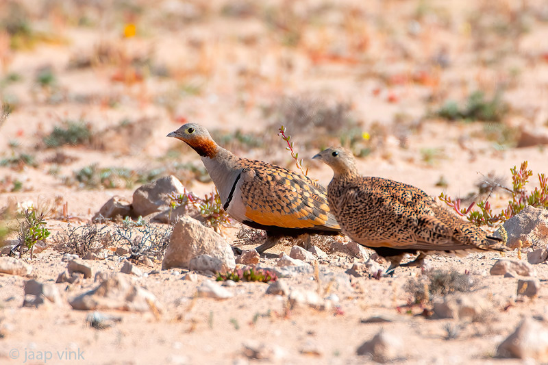 Black-bellied Sandgrouse - Zwartbuikzandhoen - Pterocles orientalis