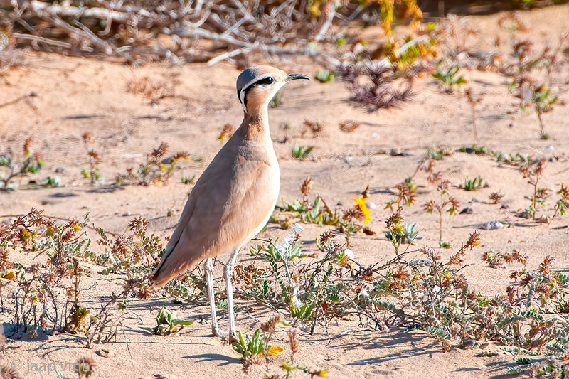 Cream-coloured Courser - Renvogel - Cursorius cursor