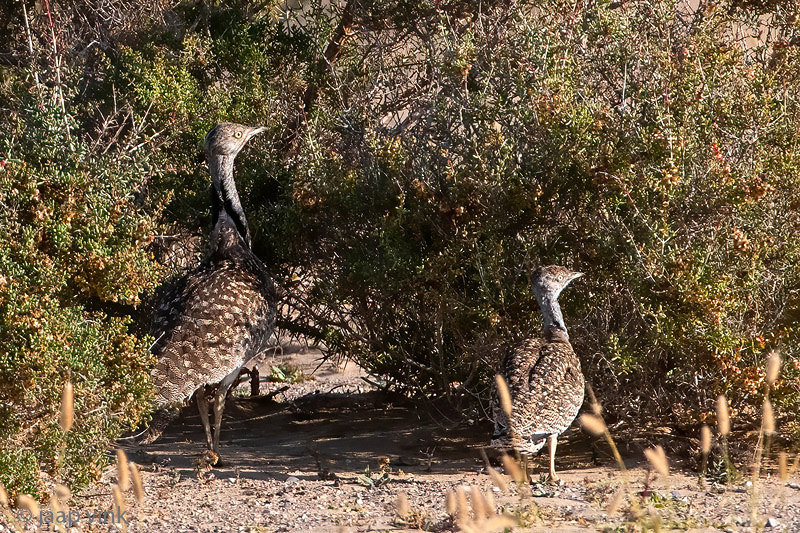 Houbara Bustard - Westelijke Kraagtrap - Chlamydotis undulata fuertaventurae